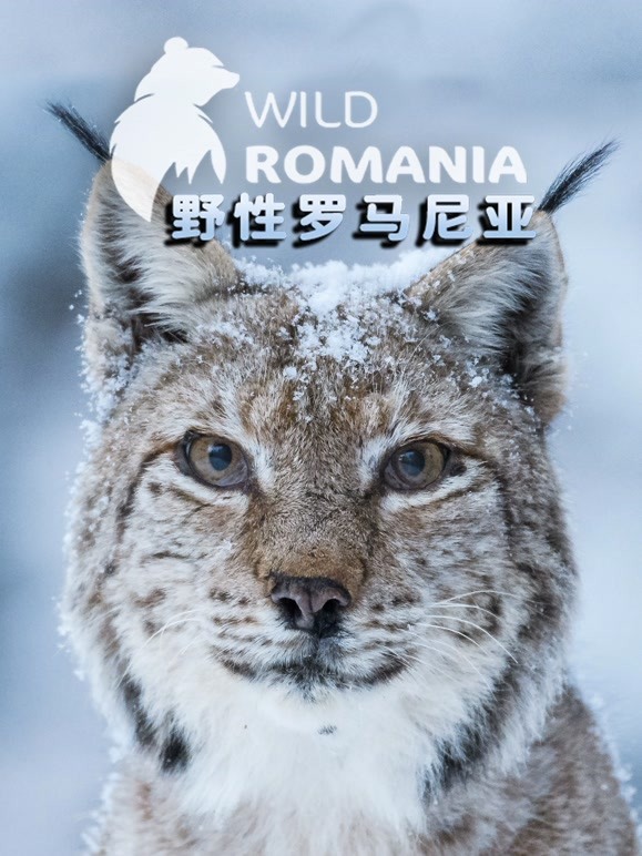 野性罗马尼亚英语中字版
